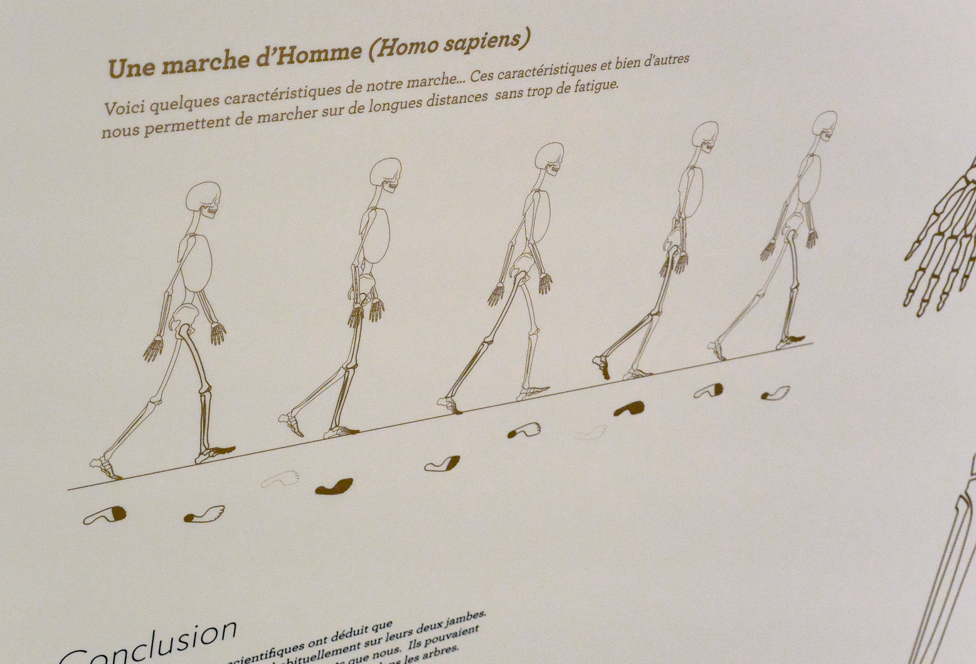 studio-weg-musee-de-lhomme_musee-de-l-homme-exposition-studio_weg-12.jpg