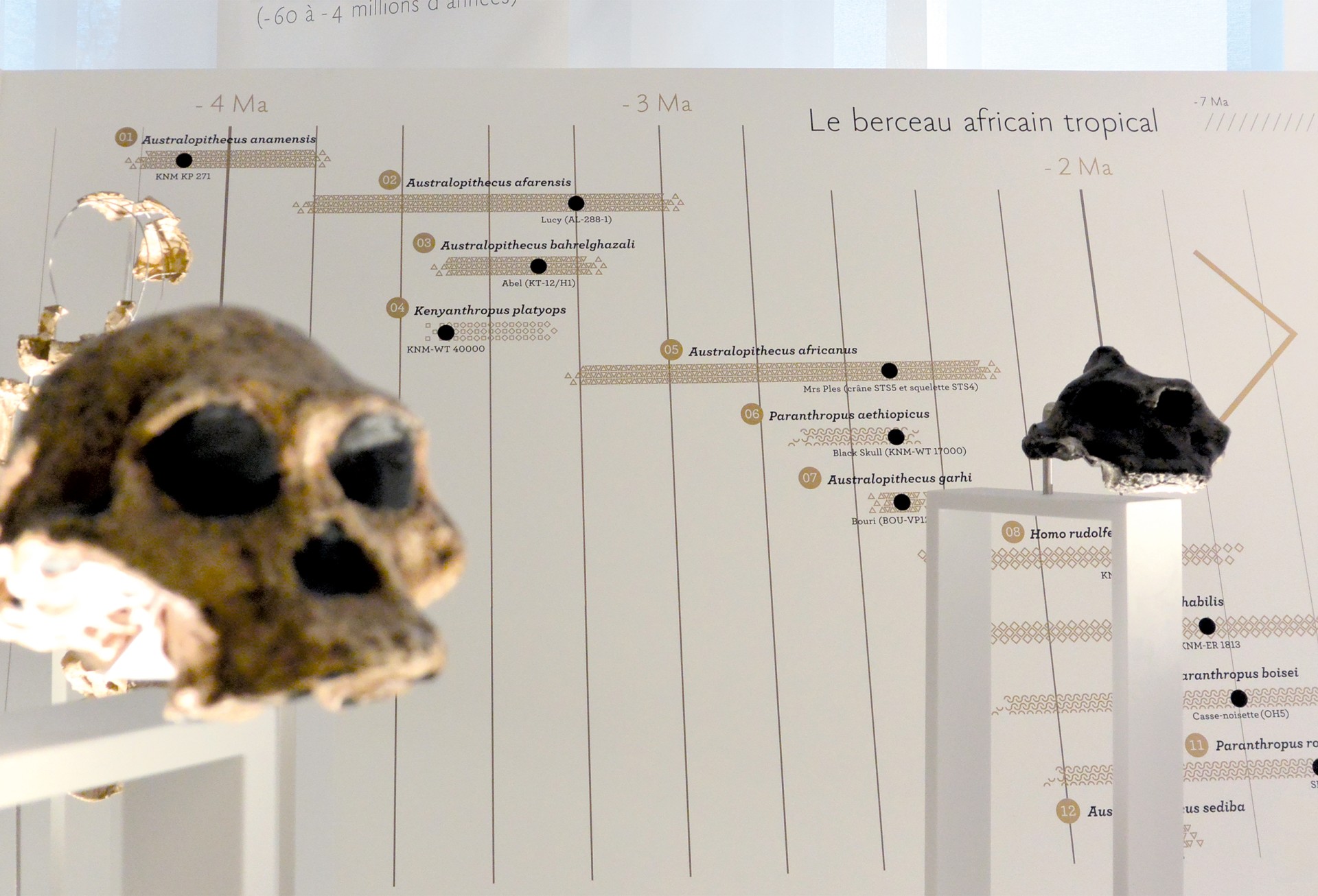 studio-weg-musee-de-lhomme_musee-de-l-homme-exposition-studio_weg-14.jpg