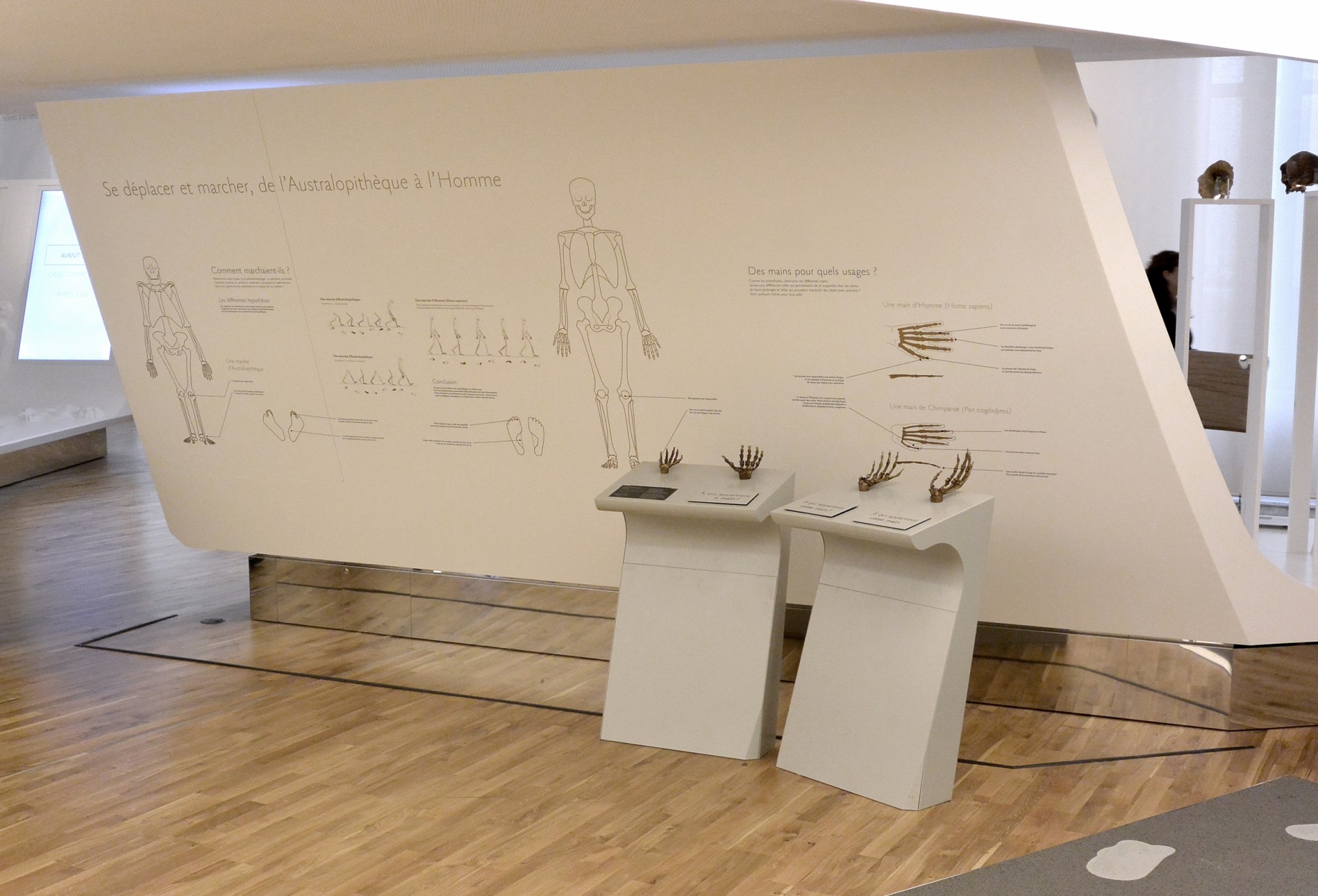 studio-weg-musee-de-lhomme_musee-de-l-homme-exposition-studio_weg-13.jpg