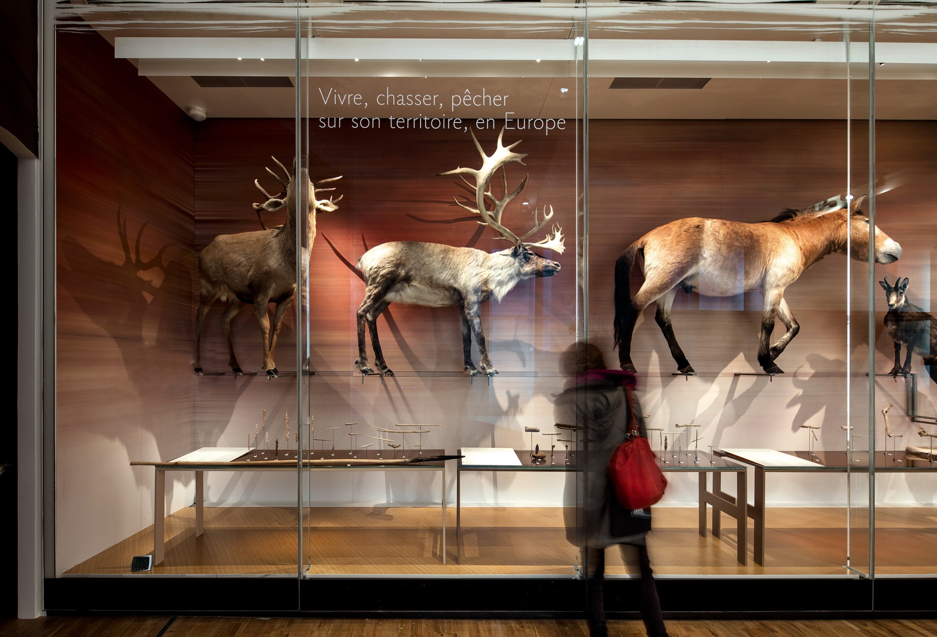 studio-weg-musee-de-lhomme_musee-de-l-homme-exposition-studio_weg-03.jpg