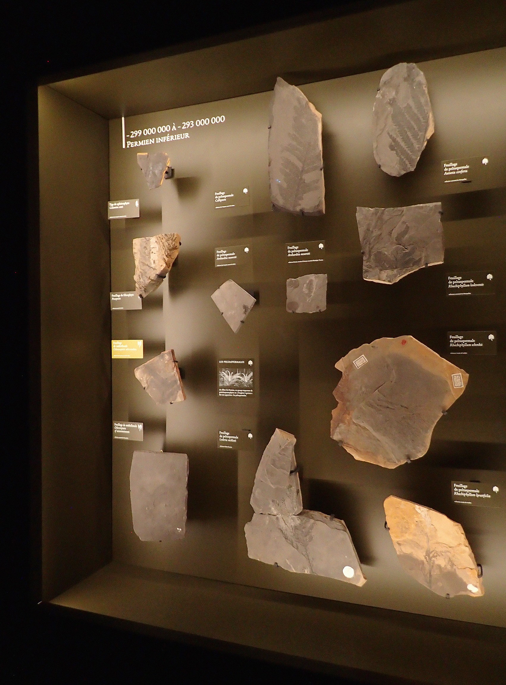 studio-weg-musee-de-lodeve_lodeve-graphisme-exposition-science-de-la-terre-studio_weg_20.jpg