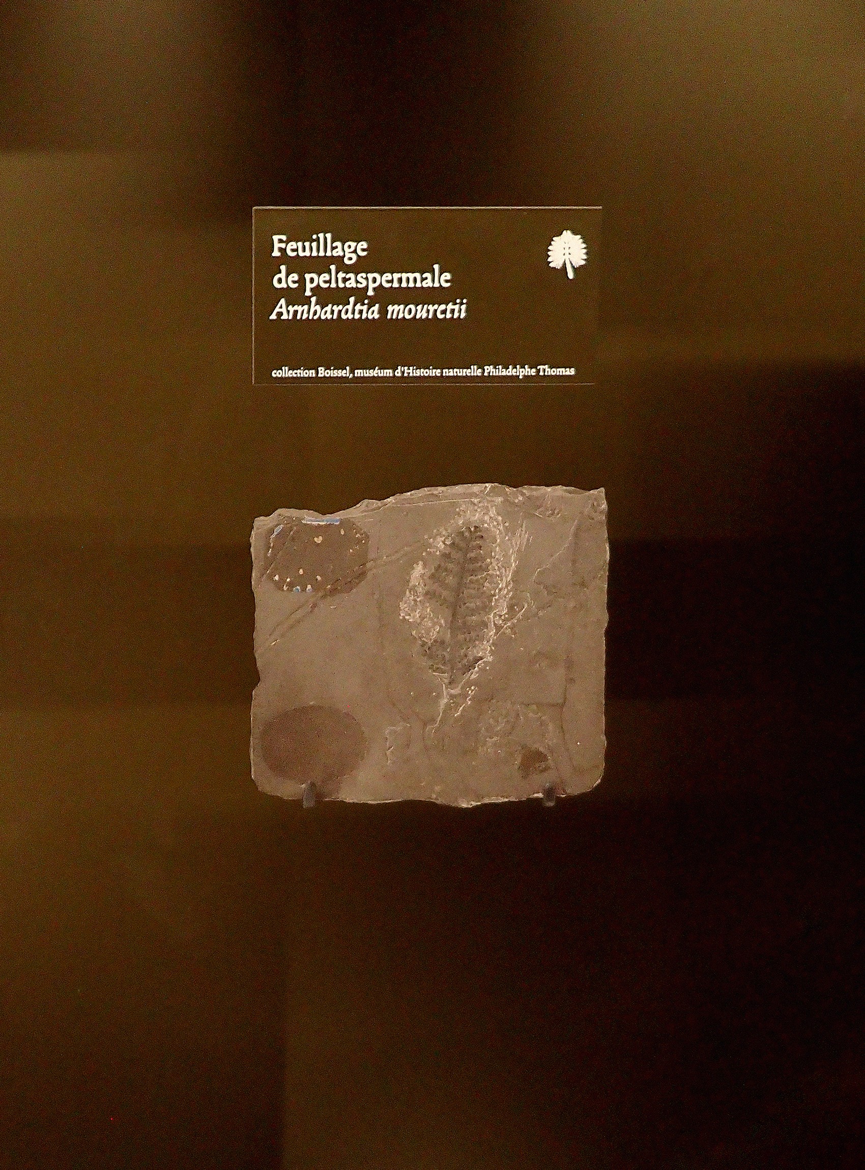 studio-weg-musee-de-lodeve_lodeve-graphisme-exposition-science-de-la-terre-studio_weg_21.jpg