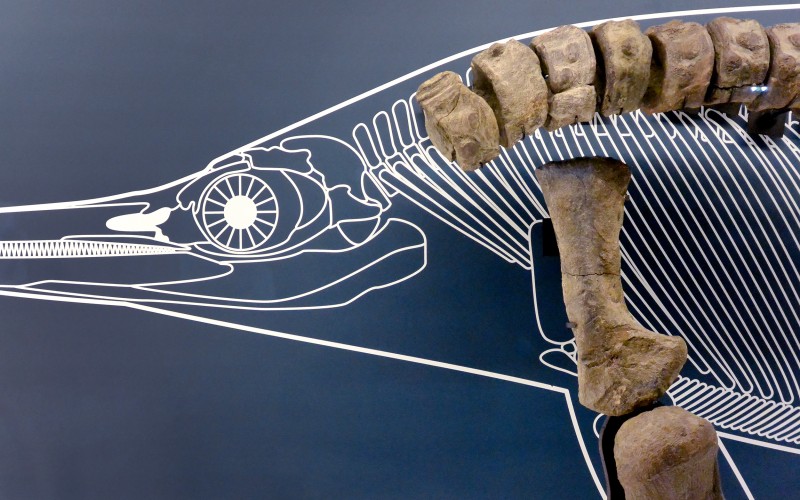 studio-weg-musee-de-lodeve_lodeve-graphisme-exposition-science-de-la-terre-studio_weg_04.jpg