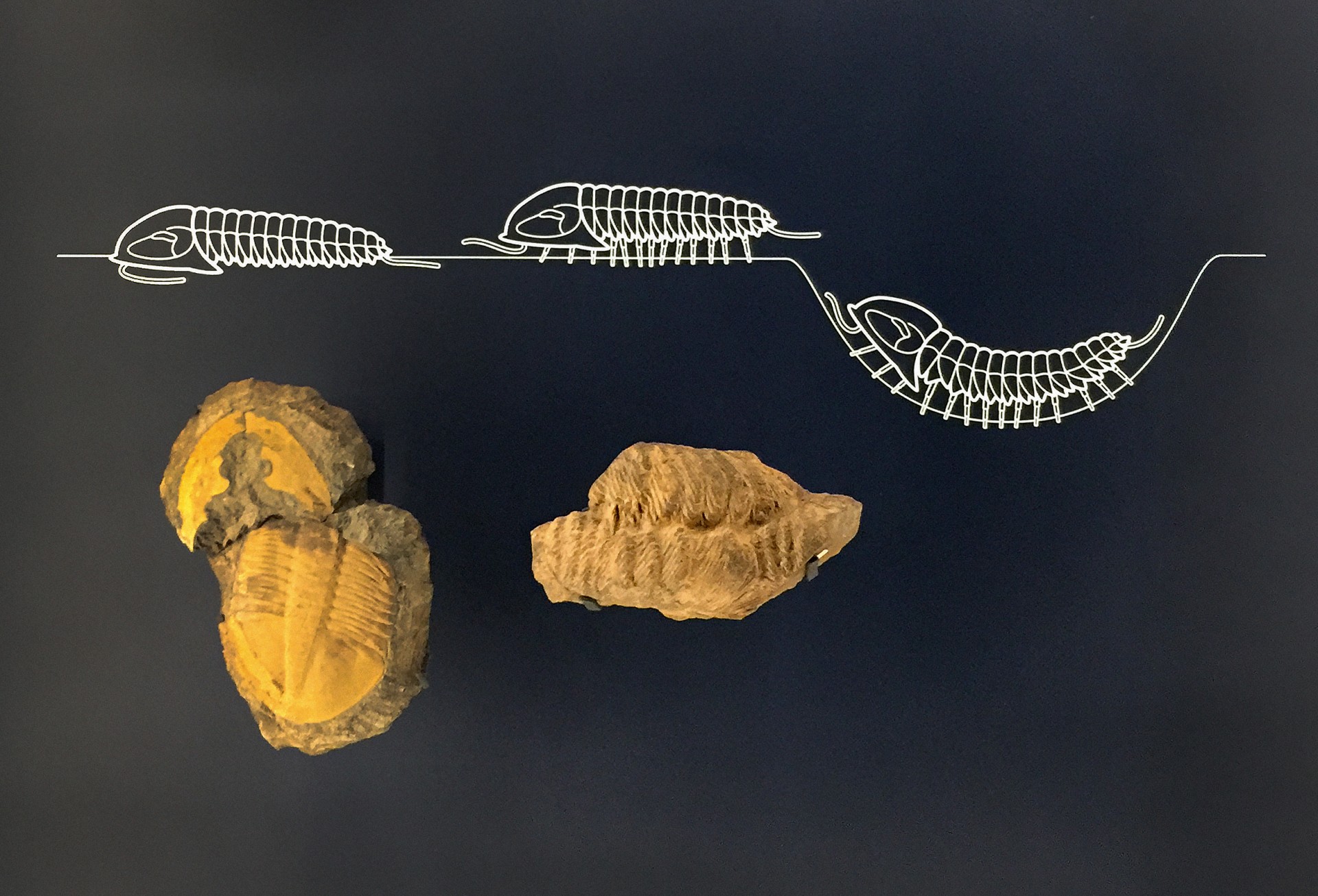 studio-weg-musee-de-lodeve_lodeve-graphisme-exposition-science-de-la-terre-studio_weg_09.jpg