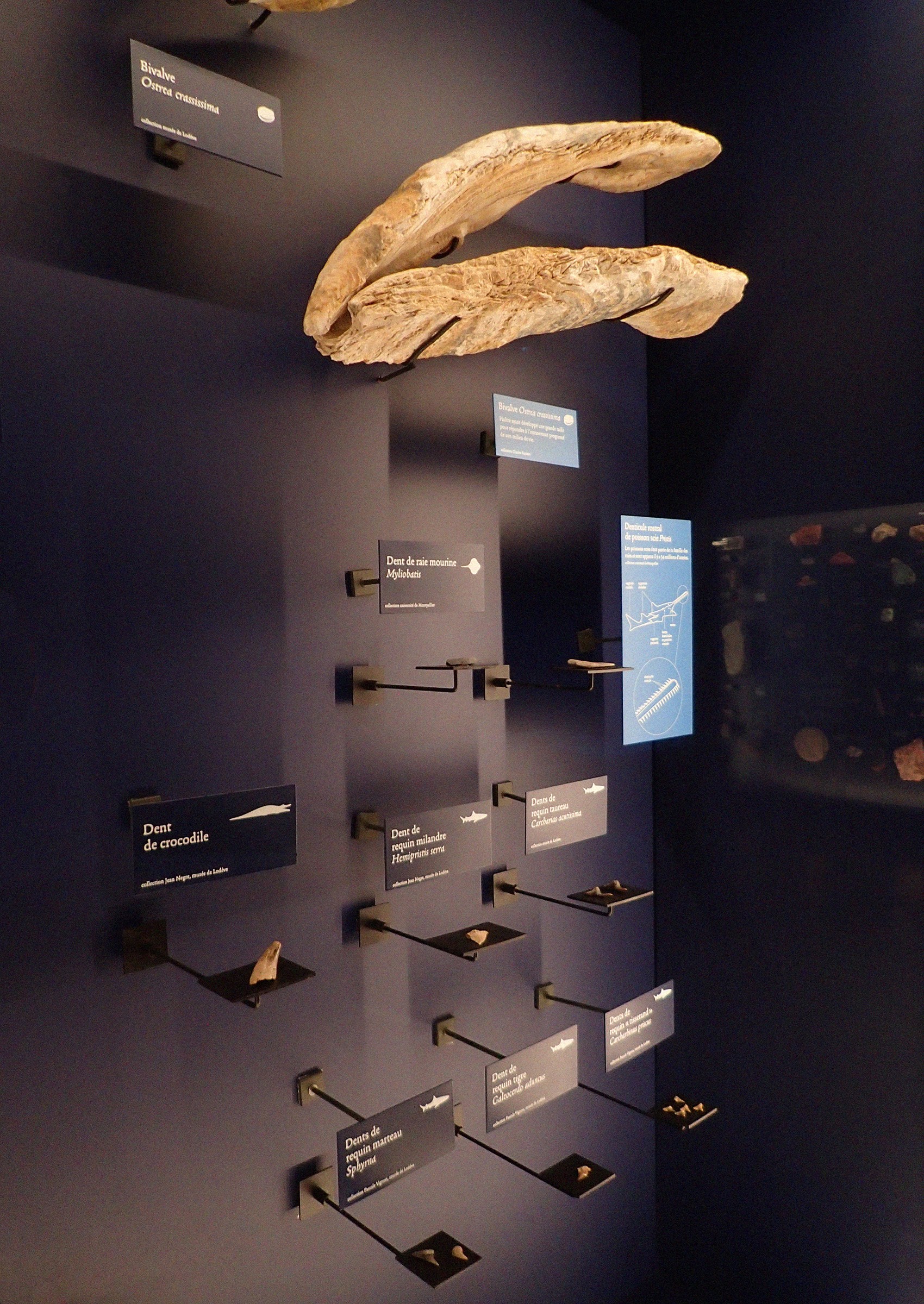 studio-weg-musee-de-lodeve_lodeve-graphisme-exposition-science-de-la-terre-studio_weg_12.jpg